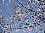 Frosty branches