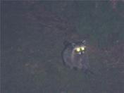 Raccoons 2