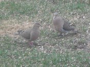 Mourning Dove Chase Scene