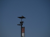 Baby osprey one month later