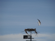 Mommy Osprey visits baby.