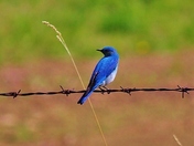 Blue Bird