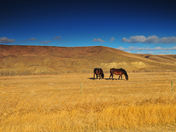 DSC_2568 Resize.jpg