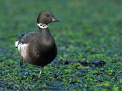 Black Brant.JPG
