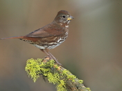 fox sparrow.JPG
