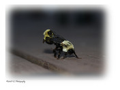 Mating Bumble Bees...