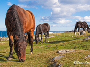 The Wild Horses of Cape Boanvista ;-)