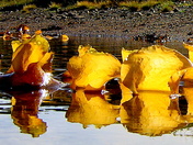 Seaweed - Brigus South, NL