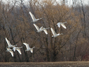 Snow Geese at Aylmer Ontario