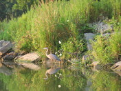 Mr Harrron by Denise