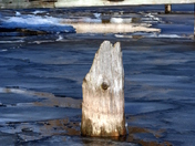 sticking out..georgian bay ontario canada
