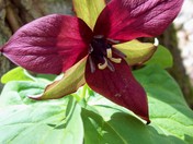 red trillium