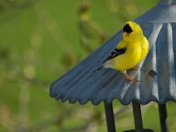 goldfinch