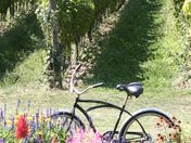 Biking Through Vineyards