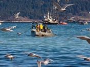 Herring Fishery