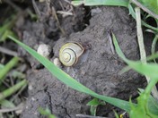 snail