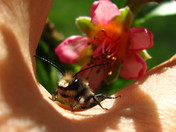 Blue Bee, Pink Petals
