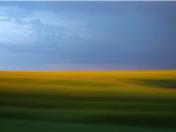 Canola at 100 km/h