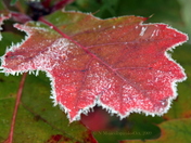 oct 12 09 first frost_guelph(12)fcs.JPG