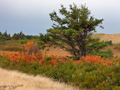 Wind Swept Tree in Brackley
