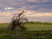 Covehead, PEI