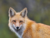 stare, red fox, sault ste. marie, ontario