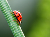 lady bug