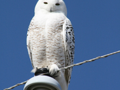 Snowy Owl