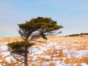Alone Against the Wind