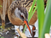 Virginia Rail
