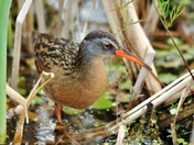 Virginia Rail