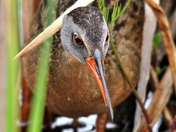 Virginia Rail