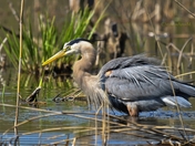 Great Blue Heron / Grand HÃ‡ron