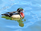 Male Wood Duck