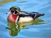 Wood Duck