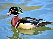 Mr. Wood Duck