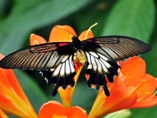 Scarlet Swallowtail Butterfly