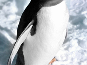 Gentoo Penguin