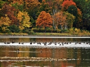 Canada Geese congregating in the Lake of Two Mountains.
