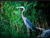 Great Blue Heron