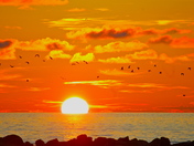 rocky harbour sunset complete with birds.jpg