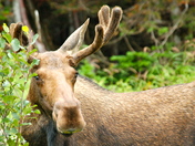 St Anthony Moose.jpg