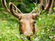 first moose up close