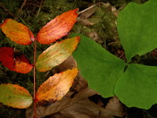 Trillium & Oregon Grape.jpg