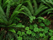 Swordfern & Trillium.jpg