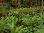 Oldgrowth Rainforest 