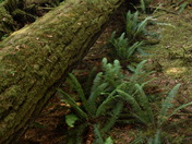 Fallen Oldgrowth Rainforest