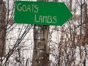 Goats Lamb