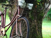 Basket full of Geraniums