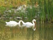 a new breed of swans?